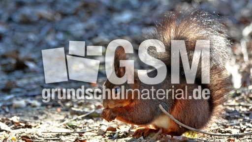 Eichhörnchen (7).jpg